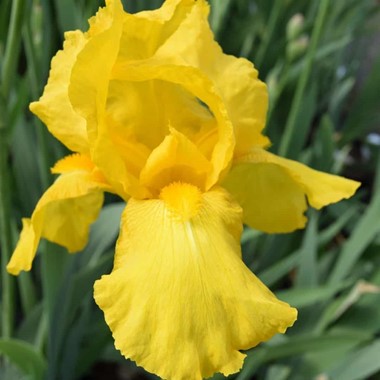Iris 'Ola Kalá' (yellow) !! SPECIAL OFFER !!